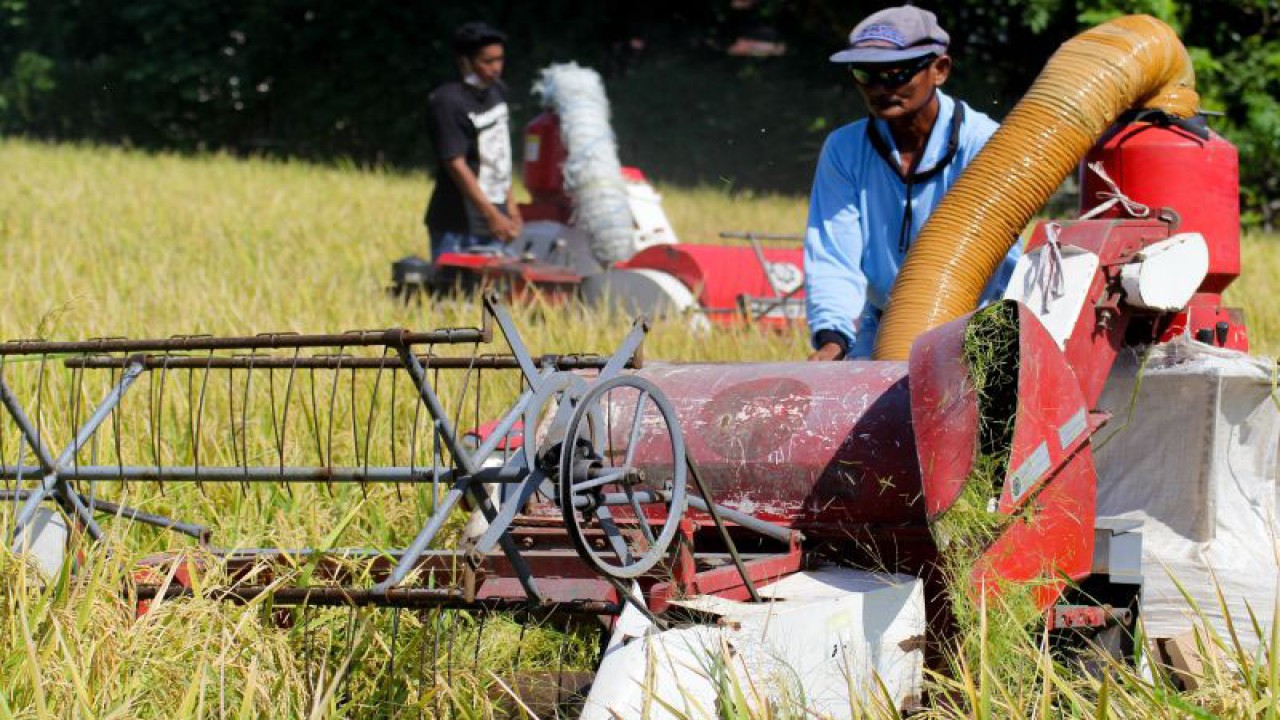 Panen padi perdana BK 01 dan 02 menggunakan mesin pemanen kombinasi di areal persawahan Kelurahan Mimbaan, Kecamatan Panji, Situbondo, Jatim, Selasa (23/5/2023). ANTARA/Novi Husdinariyanto