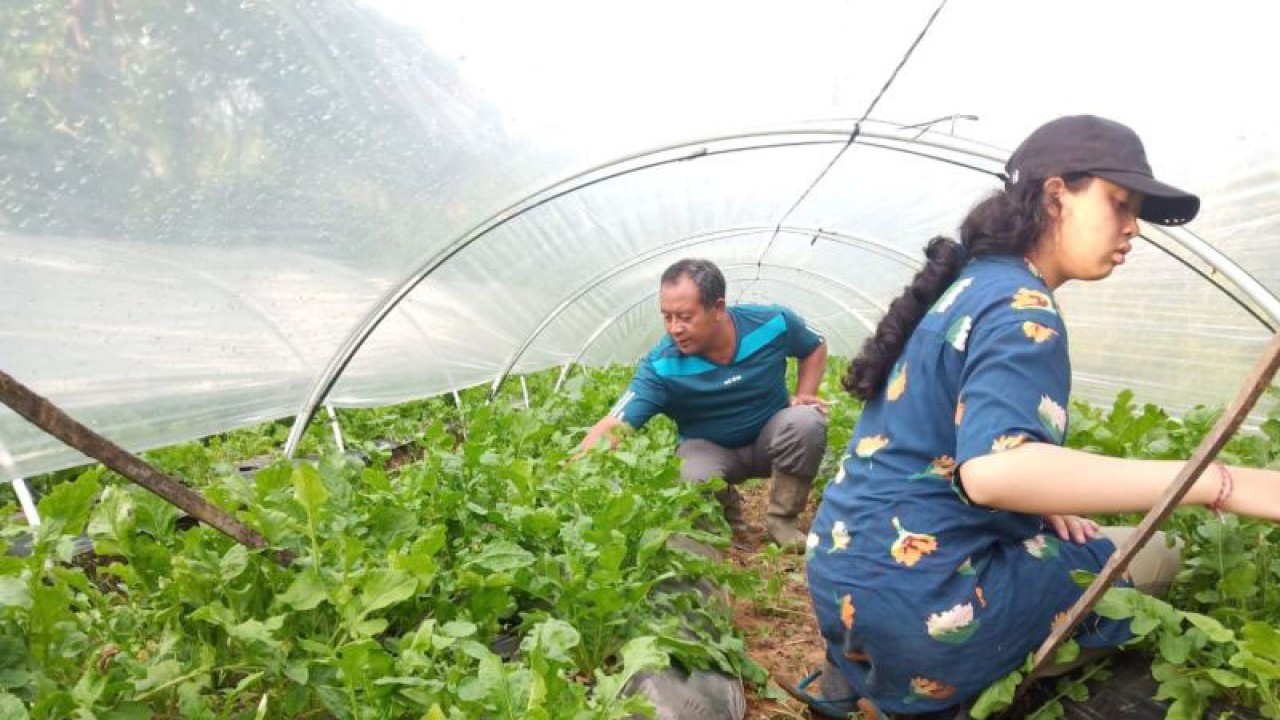 Petani sayuran di Tabanan Bali melakukan pemeliharaan setelah memupuk dengan pupuk organik, Selasa (11/4). ANTARA/HO-Ist