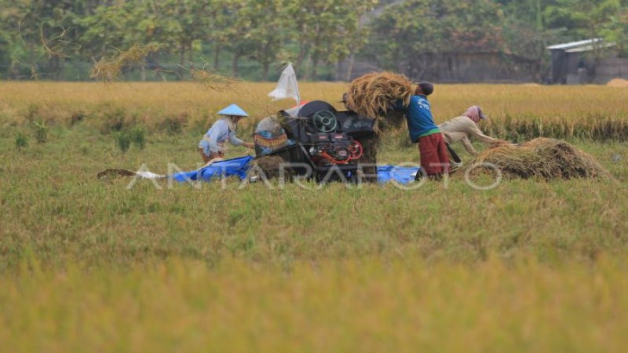 Petani memanen padi di areal sawah desa Pabean udik, Indramayu, Jawa Barat, Sabtu (20/3/2021). (ANTARA FOTO/Dedhez Anggara).