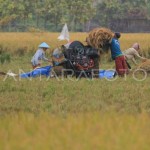 Petani memanen padi di areal sawah desa Pabean udik, Indramayu, Jawa Barat, Sabtu (20/3/2021). (ANTARA FOTO/Dedhez Anggara).-1684230769