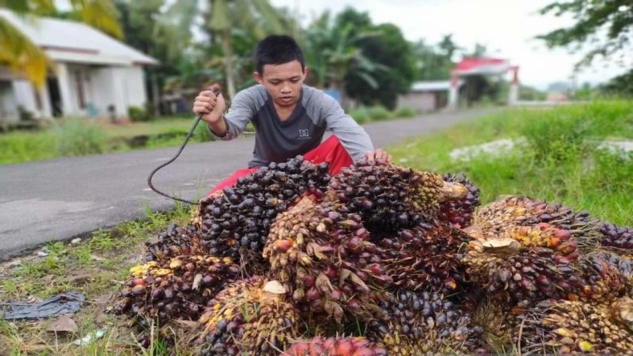 Petani sawit muda di Kayong Utara (ANTARA/Dedi)