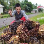Petani sawit muda di Kayong Utara (ANTARA/Dedi)-1684307869