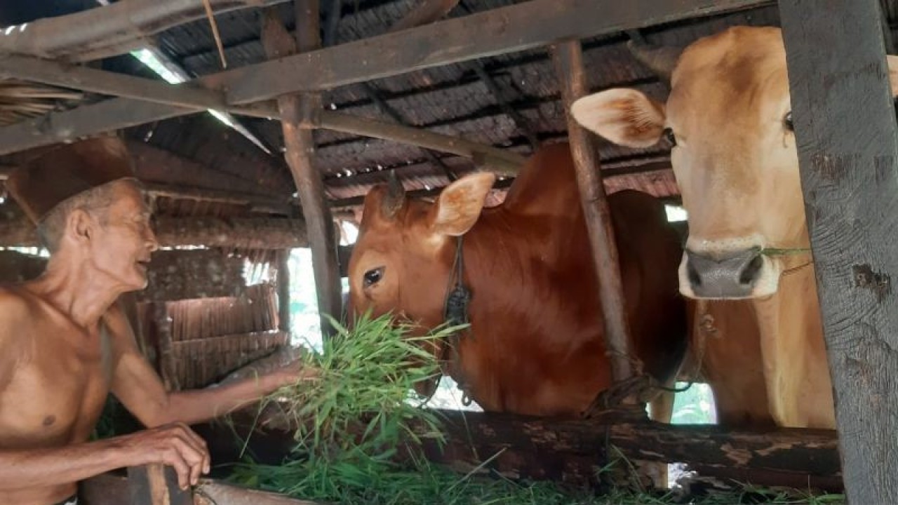 Peternak sapi di Mempawah sedang memberikan rumput kepada hewan ternaknya. (ANTARA/Dedi)