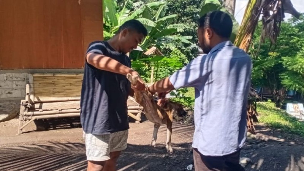 Petugas dari Dinas Peternakan Kabupaten Nagekeo, NTT melakukan vaksinasi rabies di wilayah itu. (ANTARA/HO-Dokumentasi Pribadi)