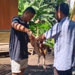 Petugas dari Dinas Peternakan Kabupaten Nagekeo, NTT melakukan vaksinasi rabies di wilayah itu. (ANTARA/HO-Dokumentasi Pribadi)-1684752801