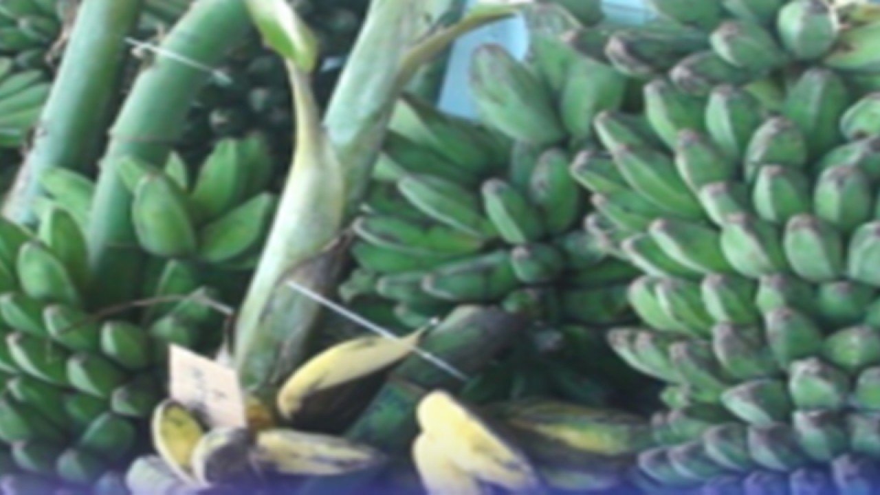 Pisang kepok gerecek di Provinsi Kaltim. ANTARA/HO-DPTPH Kaltim