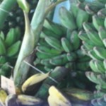Pisang kepok gerecek di Provinsi Kaltim. ANTARA/HO-DPTPH Kaltim-1684145152