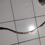 Polisi Sukabumi tangkap empat anak terduga pelaku duel antarpelajar-1685351740