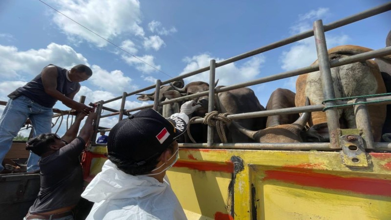 Puluhan ekor sapi dari Anambas masuk ke Tanjungpinang melalui Pelabuhan Tanjung Unggat menggunakan transportasi laut KLM. Dilan Jaya, Jumat (19/5/2023). (ANTARA/HO-Karantina Pertanian Tanjungpinang)
