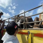 Puluhan sapi Anambas masuk Tanjungpinang untuk hewan kurban-1684483772