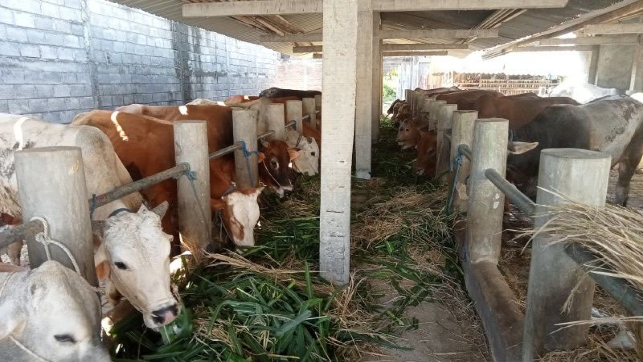 Ternak sapi di Kabupaten Bantul, Daerah Istimewa Yogyakarta. (ANTARA/Hery Sidik)