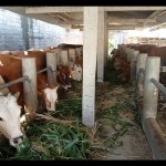 sapi-1685357489