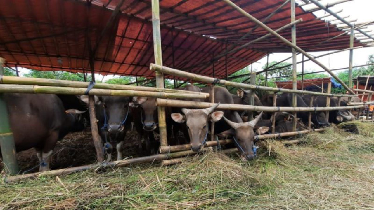 Lapak pedagang hewan kurban di Kecamatan Tambun Selatan, Kabupaten Bekasi, Jawa Barat menjelang Hari Raya Idul Adha 1443 Hijriah atau 2013 Masehi. (ANTARA/Pradita Kurniawan Syah).