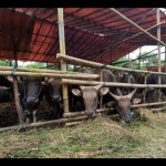 sapi-1685510662