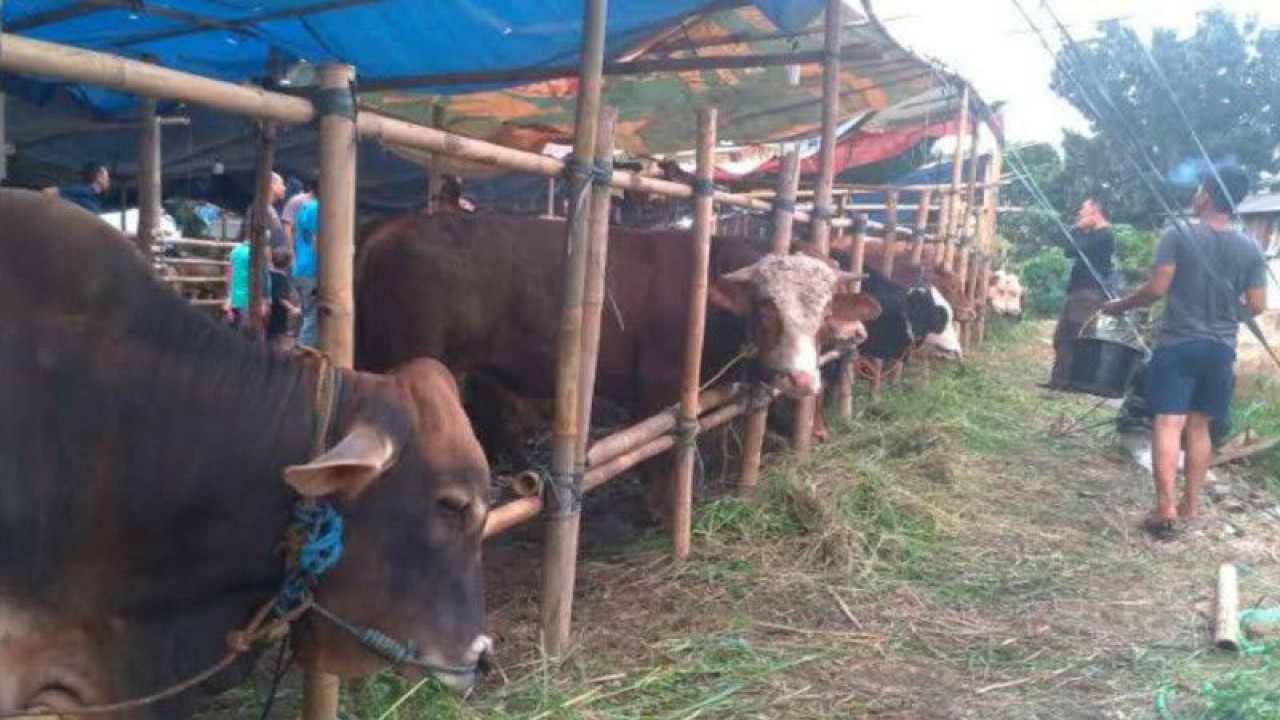 Arsip foto - puluhan sapi yang berada di tempat penjualan hewan di kawasan Mampang, Jakarta, Senin (11/7/2022). ANTARA/Luthfia Miranda Putri