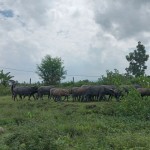 Satpol PP bongkar kandang kerbau di area bandara Lombok-1683709163