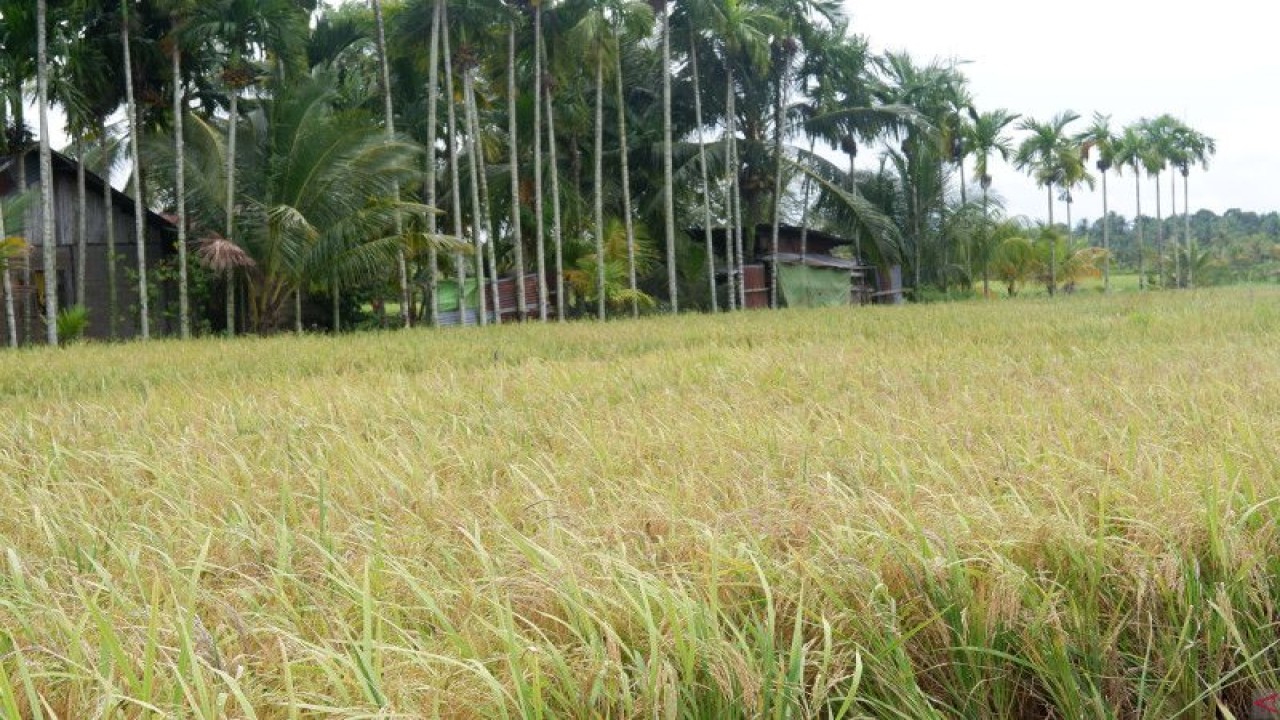 Sawah petani di Kubu Raya (ANTARA/Dedi)