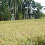 Sawah-1683534958