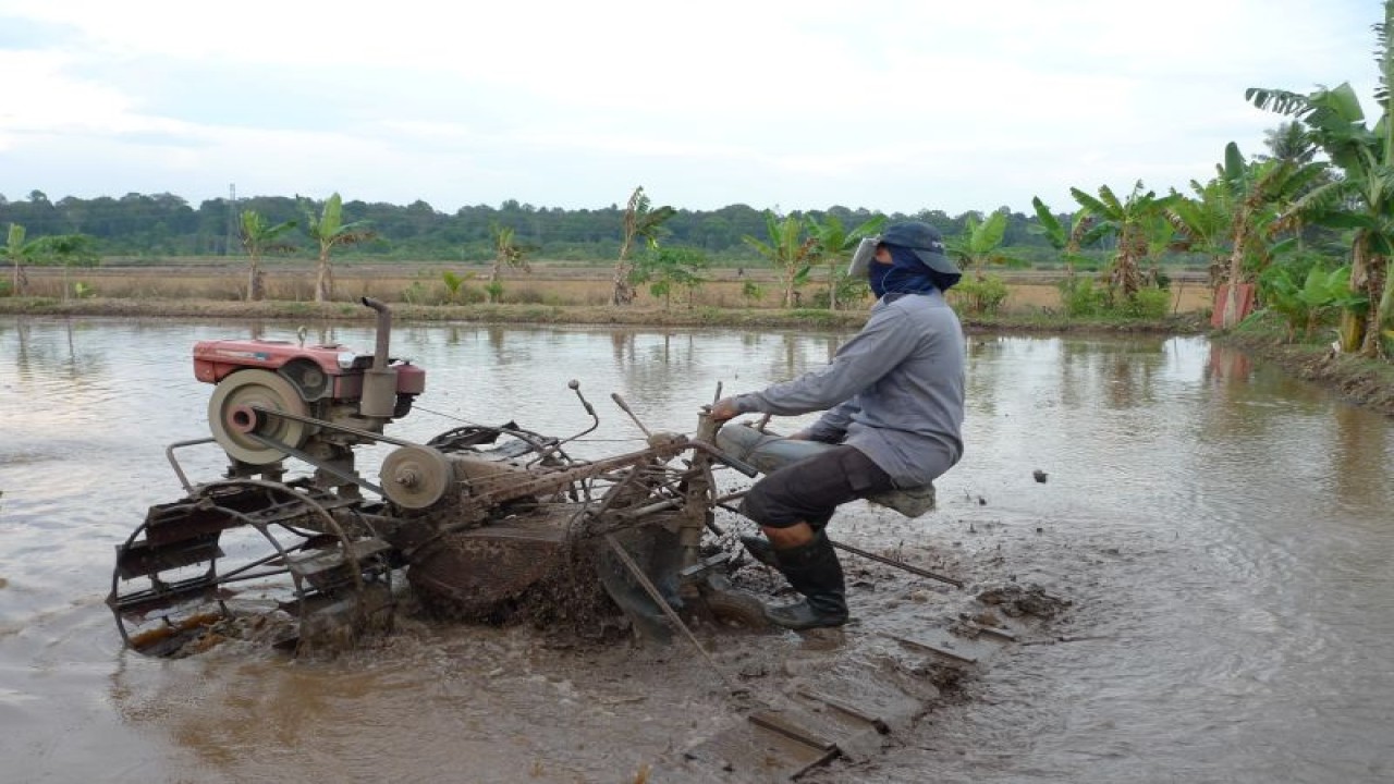 Aktivitas pengolahan lahan sawah di Kalbar (ANTARA/Dedi)