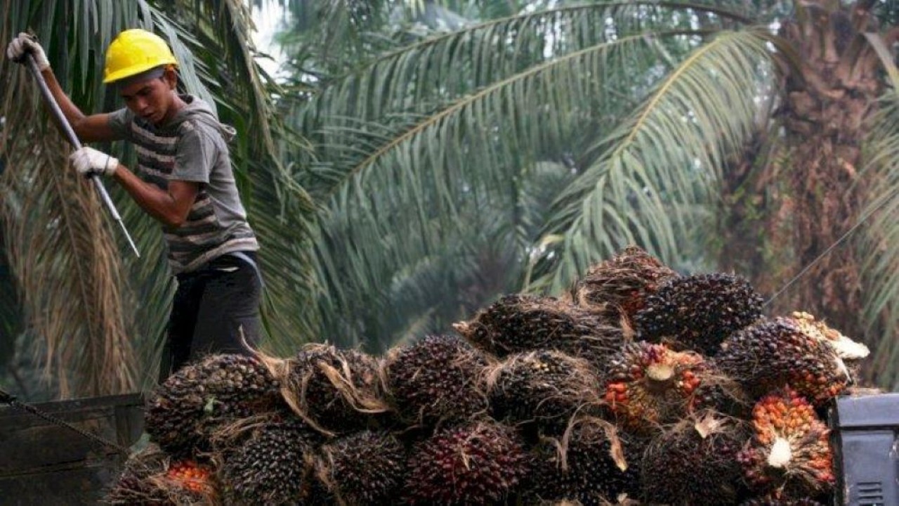 Ilustrasi.  Minyak sawit mentah (crude palm oil). (Istimewa)