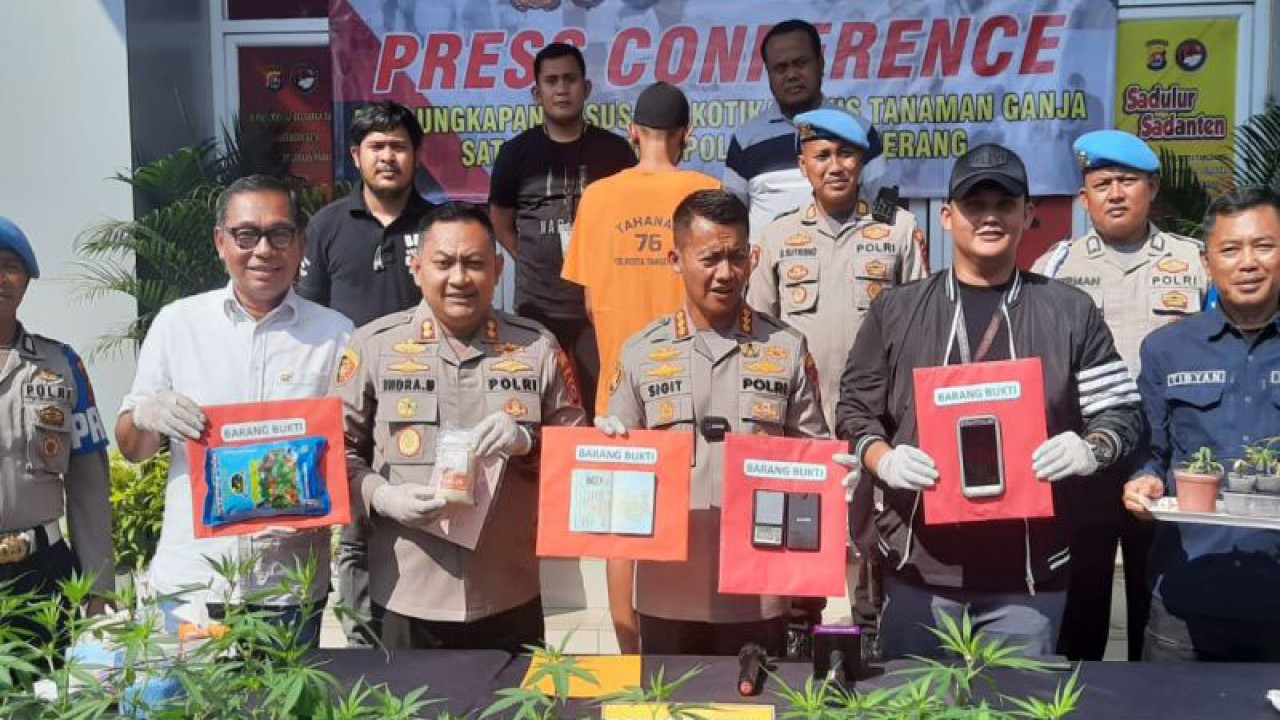 Kapolresta Tangerang Kombes Pol. Sigit Dany Setiyono saat menunjukan barang bukti dan pelaku penanaman ganja di Tangerang. (ANTARA/Azmi Samsul Maarif)