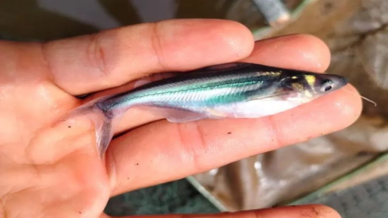 Spesies ikan lokal (Antara/Riski apriyani)