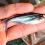 Spesies ikan lokal (Antara/Riski apriyani)-1683793370