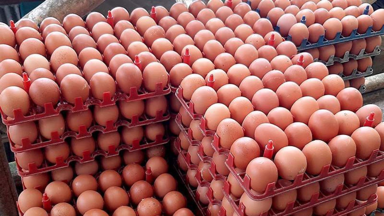 Ilustrasi, Stok telur ayam di gudang distributor Kota Pangkalpinang cukup. (Aprionis)