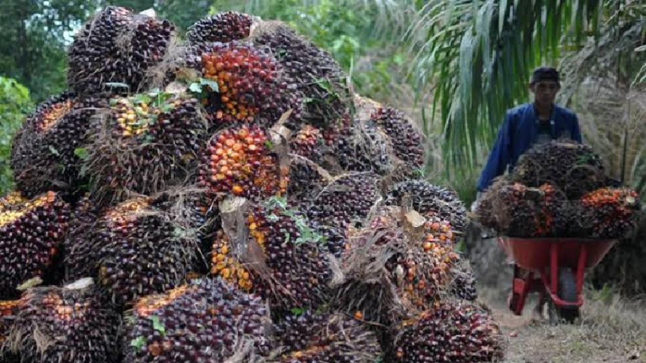 Ilustrasi - Kelapa sawit (ANTARA)