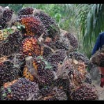 Tandan Buah Segar-1684998936