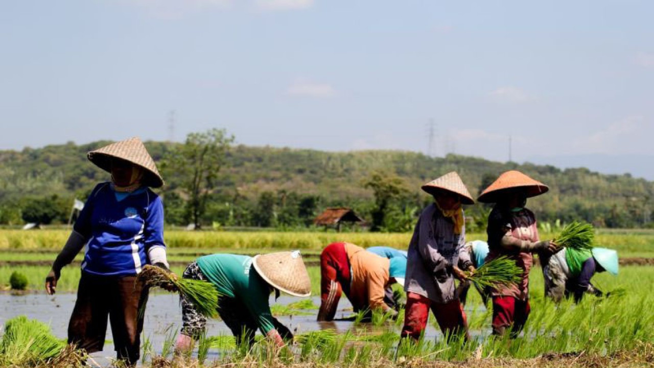 Buruh tani di Situbondo menanam padi pada musim tanam kedua 2023. ANTARA/Novi Husdinariyanto