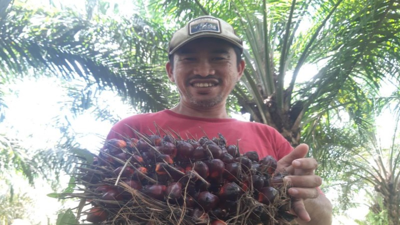 Petani menunjukkan TBS sawit (ANTARA/Dedi)
