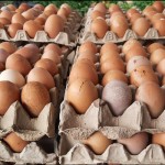 telur-1684314870