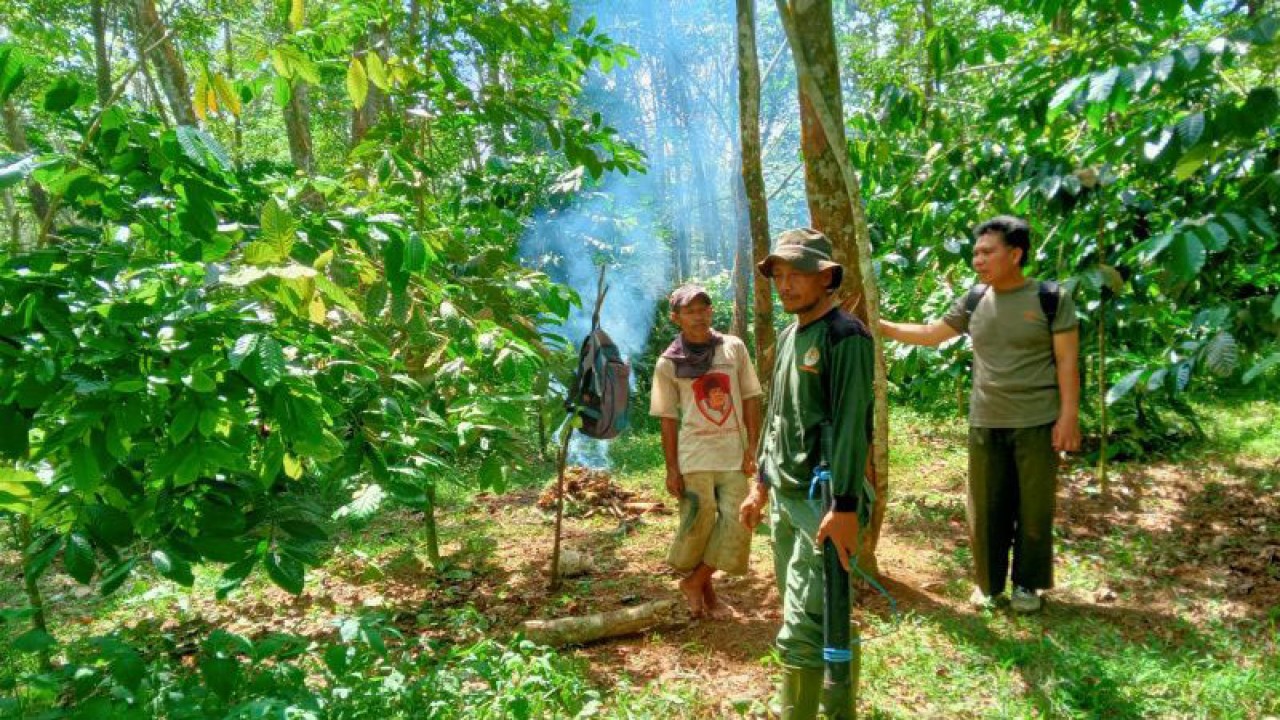 Tim BKSDA Bengkulu saat mendatangi lokasi hewan ternak jenis sapi yang dimakan oleh Harimau Sumatera. ANTARA/Anggi Mayasari