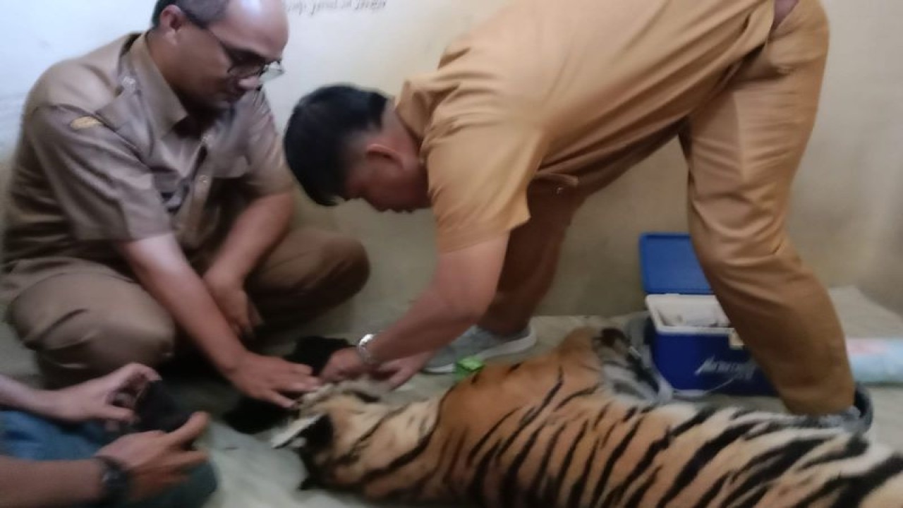 Tim medis sedang memeriksa luka pada bagian badan luar harimau Sumatera.
