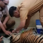 Tim medis sedang memeriksa luka pada bagian badan luar harimau Sumatera.-1684471718