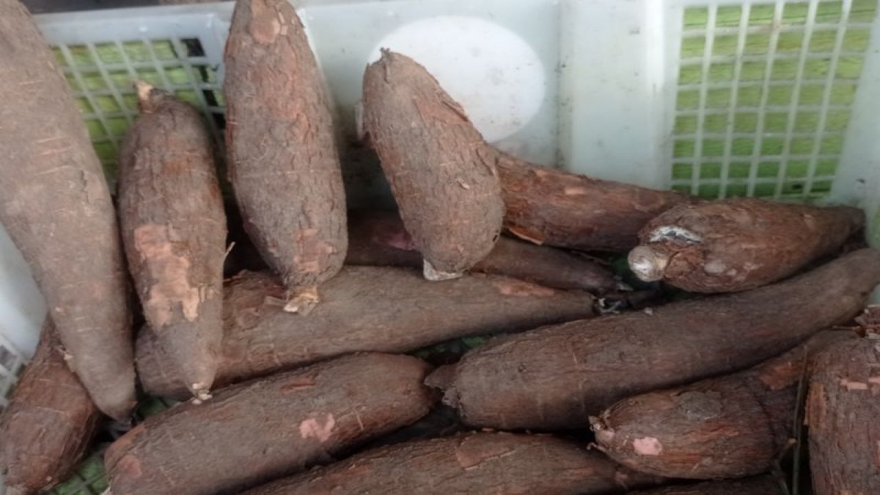 Produksi ubi kayu atau singkong di Kabupaten Lebak, Banten hingga kini masih menjadi andalan ekonomi petani, karena permintaan konsumen cenderung meningkat. ANTARA/Mansur