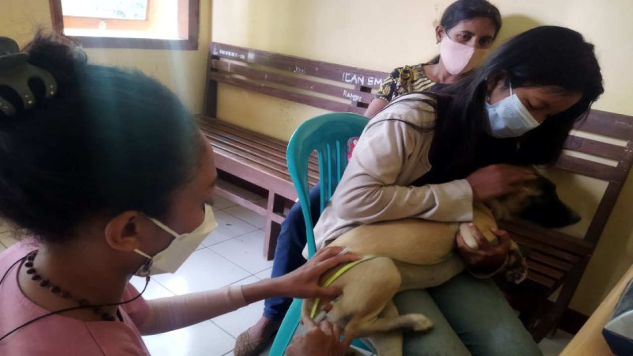 Ilustrasi: Petugas dari UPTD Veteriner Manggarai Barat menyuntikkan vaksin rabies bagi anjing peliharaan milik seorang warga Labuan Bajo, Manggarai Barat, Selasa (28/9/2021) (ANTARA/Fransiska Mariana Nuka)