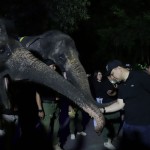 Wali Kota sebut Surabaya Night Zoo inovasi yang layak diapresiasi-1684740534