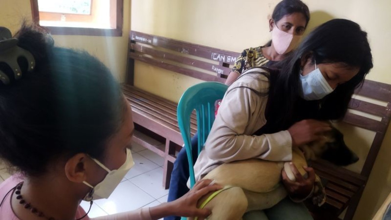 Arsip Foto - Petugas memberikan suntikan vaksin anti-rabies pada anjing peliharaan warga di Nusa Tenggara Timur. (ANTARA/Fransiska Mariana Nuka)
