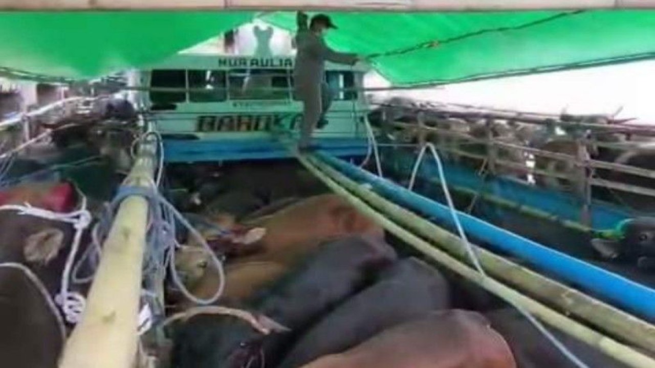 Pejabat karantina pertanian Mamuju memeriksa sapi dari Provinsi Sulawesi Barat (Sulbar) dikirim ke pulau Kalimantan untuk memenuhi kebutuhan lebaran Idul Adha 1443 hijriah warga di Mamuju, Kamis (08/6/2023) ANTARA Foto/M Faisal Hanapi.