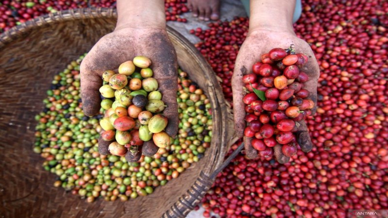 Pekerja menunjukan buah kopi yang disortir di Gombengsari, Banyuwangi, Jawa Timur, Minggu (11/6/2023). Menurut petani, kebun seluas 1,5 hektar miliknya diperkirakan hanya mampu menghasilkan delapan kwintal biji kopi jenis robusta tahun ini atau mengalami penurunan hasil panen jika dibandingkan tahun sebelumnya yakni satu ton kopi akibat perubahan cuaca. ANTARA FOTO/Budi Candra Setya/YU (ANTARA FOTO/BUDI CANDRA SETYA)