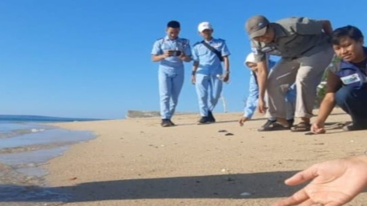 Aksi pelepasan tukik di Pantai Sembilan Sumenep, Jawa Timur oleh mahasiswa dan warga. (Slamet Hidayat)