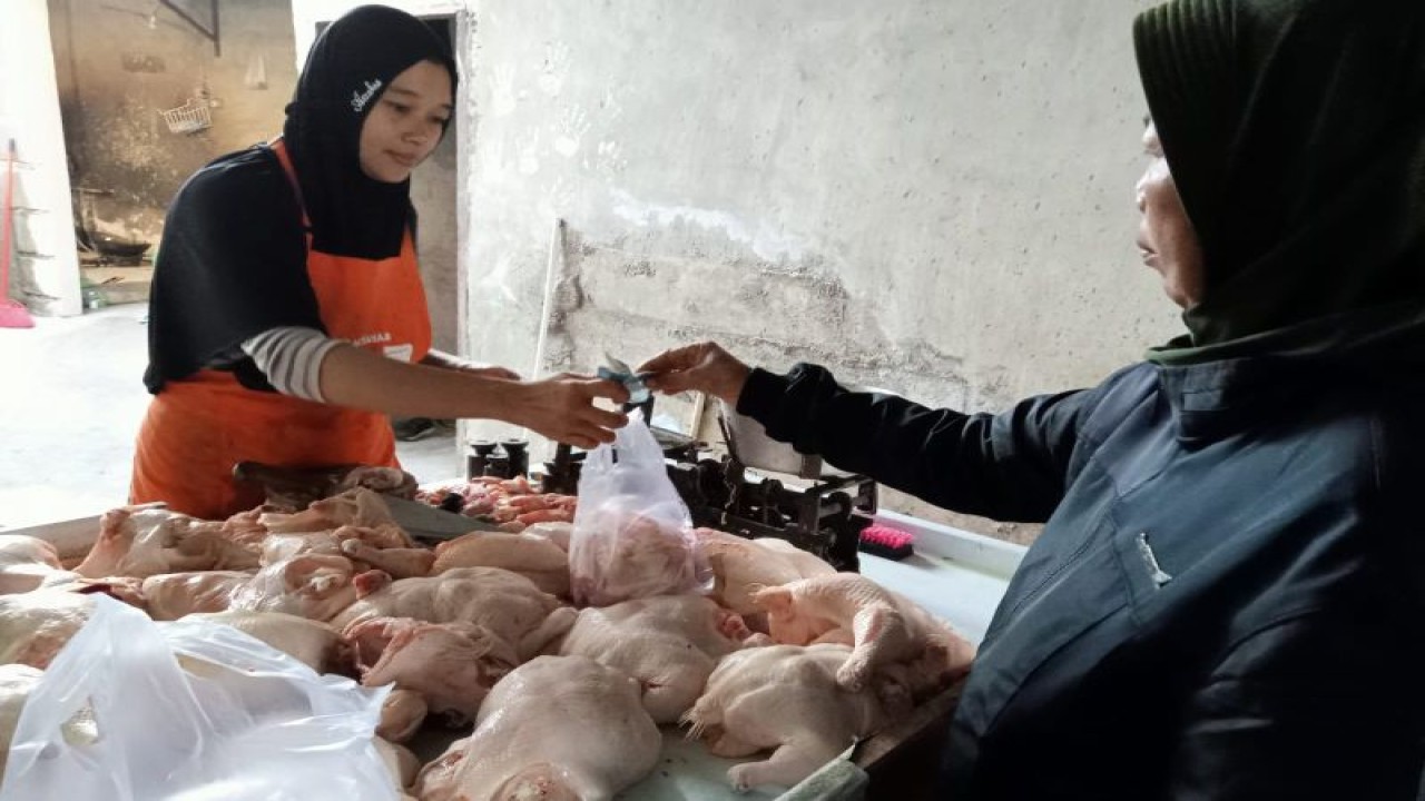 Aktivitas salah seorang pedagang ayam broiler di Dasan Sari, Kota Mataram, Provinsi Nusa Tenggara Barat.  (ANTARA/Nirkomala)