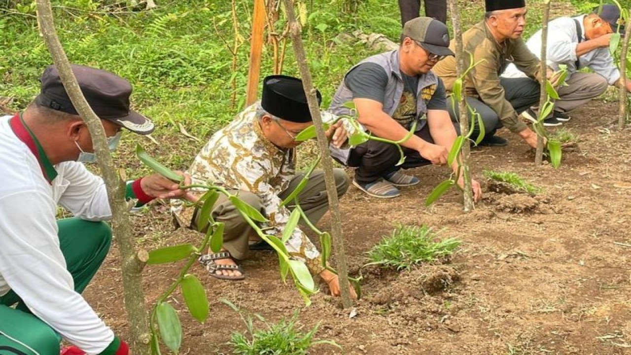 Sejumlah pejabat daerah dan petani melakukan penanaman vanili organik sebagai pendukung pariwisata di Desa Jeruk Manis, Kecamatan Sikur, Kabupaten Lombok Timur, Nusa Tenggara Barat. (ANTARA/HO-BTNGR)