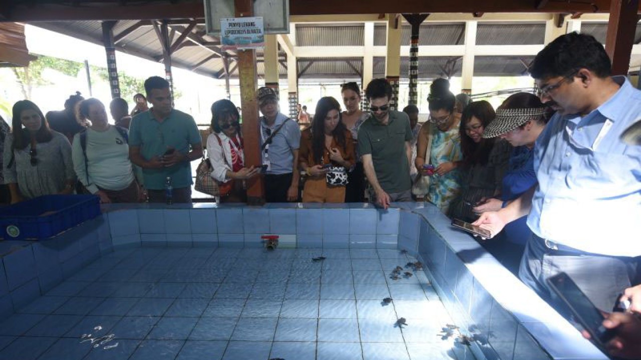 Sejumlah pengunjung mengamati tukik di konservasi penyu dan pusat edukasi (TCEC) Desa Serangan Denpasar, Bali, Selasa (13/6/2023). ANTARA/HO-Pertamina Patra Niaga Jawa Timur, Bali dan Nusa Tenggara