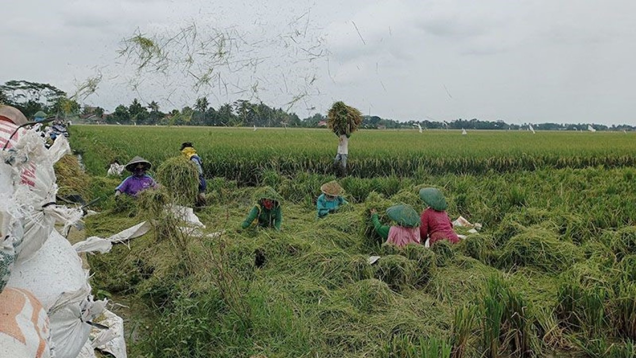 Arsip foto - Petani memanen padi di area persawahan Desa Glempang, Kecamatan Maos, Kabupaten Cilacap, Jawa Tengah, Jumat (27/1/2023). ANTARA/Sumarwoto