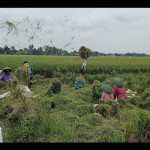 Banjarnegara optimistis stok pangan masih terjaga saat kemarau-1686208090