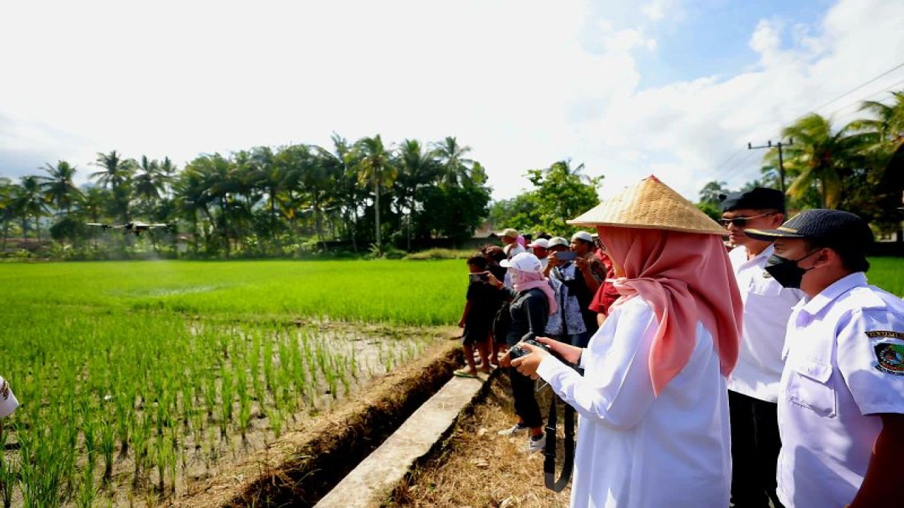 Bupati Banyuwangi, Jatim, Ipuk Fiestiandani mengendalikan drone sprayer di areal sawah petani di Banyuwangi, Selasa (27/6/2023). FOTO ANTARA/HO-Humas Pemkab Banyuwangi.