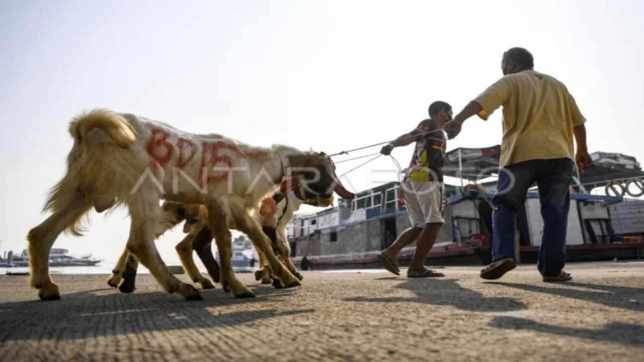 Ilustrasi - Petugas menarik kambing kurban yang akan dimasukkan ke dalam kapal motor di Pelabuhan kaliadem, Muara Angke, Jakarta, Kamis (7/7/2022). (ANTARA FOTO/M Risyal Hidayat/rwa.)